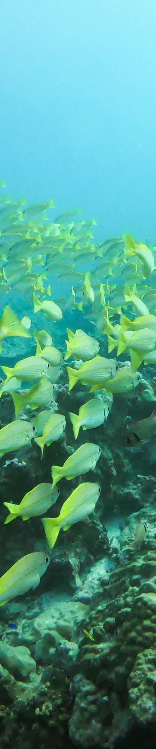 Tauchplatz «Coral Garden»